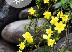 中國傳統文化二十四節氣之立春介紹