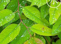 中國傳統文化二十四節氣之雨水